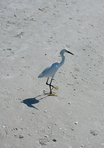 白色long-beaked鸟在沙地上
